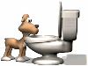 Dog drinking from toilet